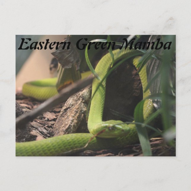 Eastern Green Mamba Postcard (Front)