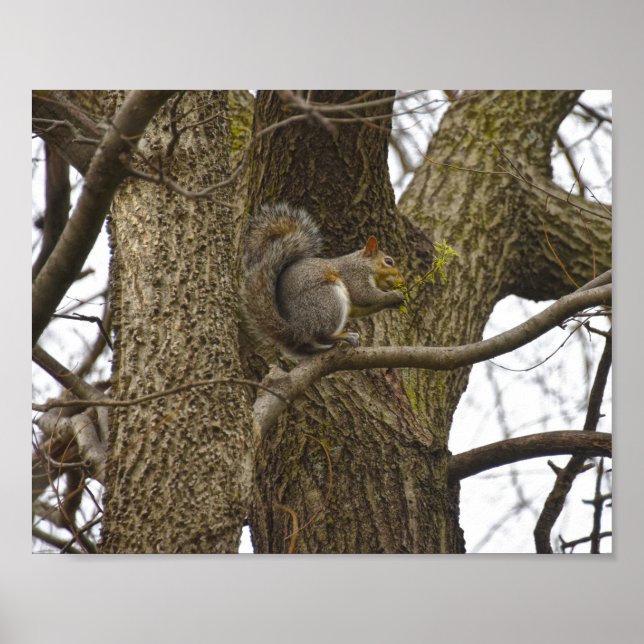 Eastern Grey Squirrel Eating Oak Flowers Poster (Front)