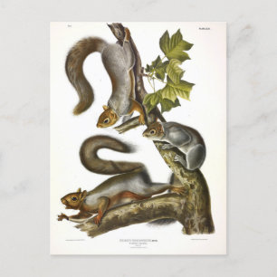 Eastern Grey Squirrel (Migratory Squirrel) Audubon Postcard