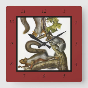 Eastern Grey Squirrel (Migratory Squirrel) Audubon Square Wall Clock