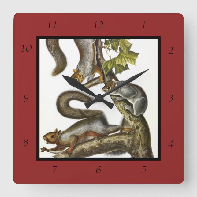 Eastern Grey Squirrel (Migratory Squirrel) Audubon Square Wall Clock (Front)