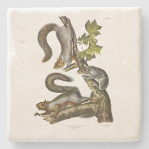 Eastern Grey Squirrel (Migratory Squirrel) Audubon Stone Coaster