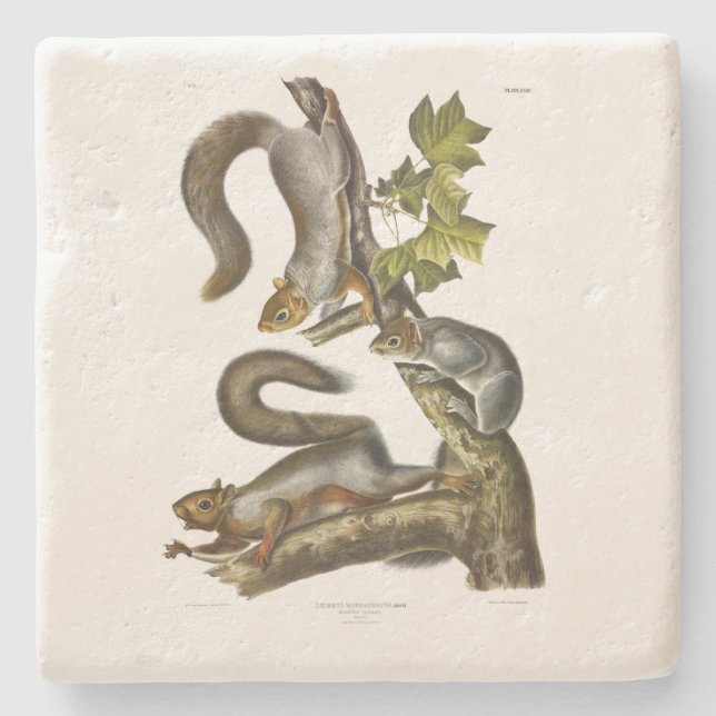 Eastern Grey Squirrel (Migratory Squirrel) Audubon Stone Coaster (Front)