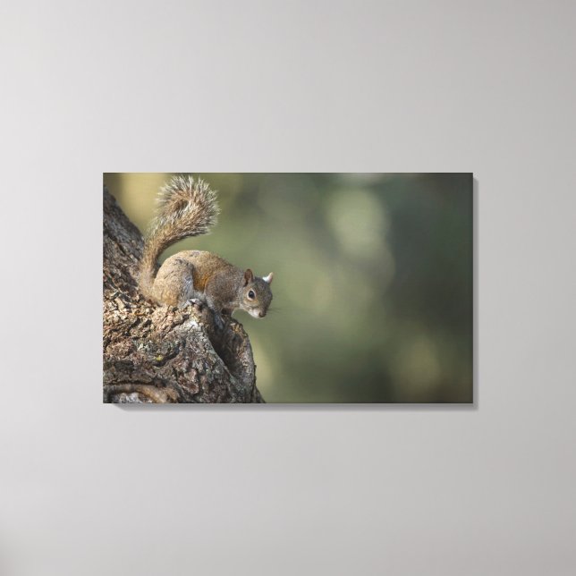 Eastern Grey Squirrel, or grey squirrel Canvas Print (Front)