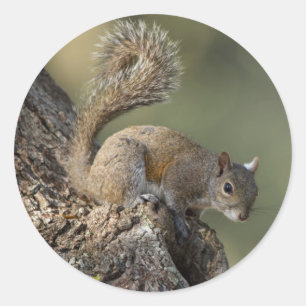 Eastern Grey Squirrel, or grey squirrel Classic Round Sticker