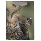 Eastern Grey Squirrel, or grey squirrel