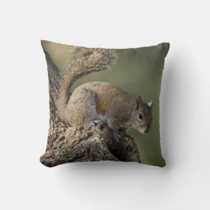 Eastern Grey Squirrel, or grey squirrel Cushion
