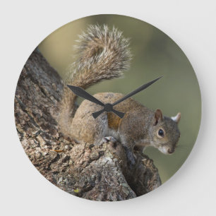 Eastern Grey Squirrel, or grey squirrel Large Clock