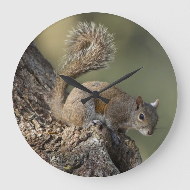 Eastern Grey Squirrel, or grey squirrel Large Clock (Front)