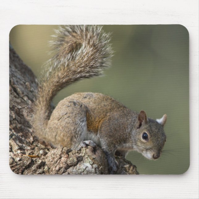 Eastern Grey Squirrel, or grey squirrel Mouse Pad (Front)