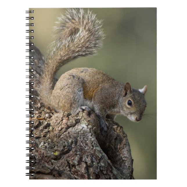 Eastern Grey Squirrel, or grey squirrel Notebook (Front)