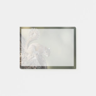 Eastern Grey Squirrel, or grey squirrel Post-it Notes