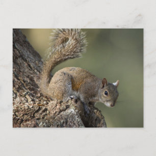 Eastern Grey Squirrel, or grey squirrel Postcard