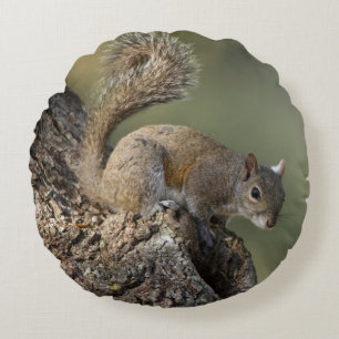 Eastern Grey Squirrel, or grey squirrel Round Cushion