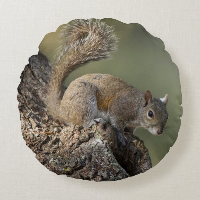 Eastern Grey Squirrel, or grey squirrel Round Cushion (Front)