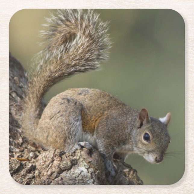 Eastern Grey Squirrel, or grey squirrel Square Paper Coaster (Front)