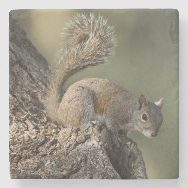 Eastern Grey Squirrel, or grey squirrel Stone Coaster (Front)