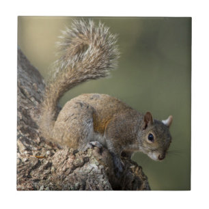 Eastern Grey Squirrel, or grey squirrel Tile