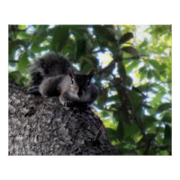 Eastern Grey Squirrel Posing in a Live Oak Tree