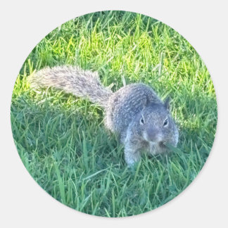 Eastern Grey Squirrel (Sciurus carolinensis) Classic Round Sticker