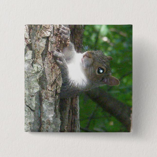 Eastern Grey Squirrel (Sciurus carolinensis) Items 15 Cm Square Badge (Front)