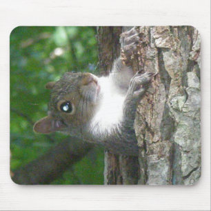 Eastern Grey Squirrel (Sciurus carolinensis) Items Mouse Pad