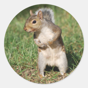 Eastern Grey Squirrel sticker