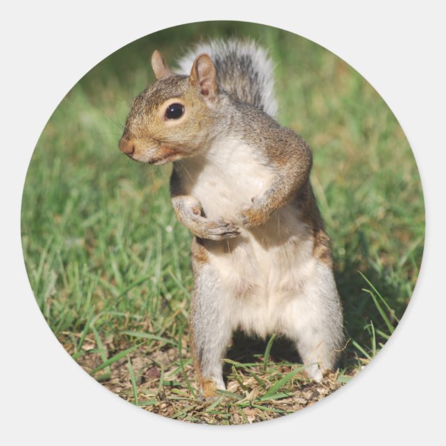 Eastern Grey Squirrel sticker (Front)