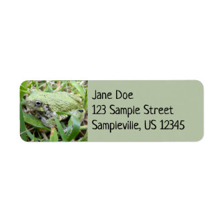 Eastern Grey Treefrog Nature Photography
