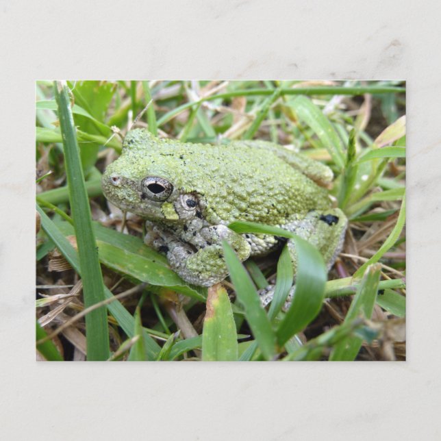Eastern Grey Treefrog Nature Photography Postcard (Front)