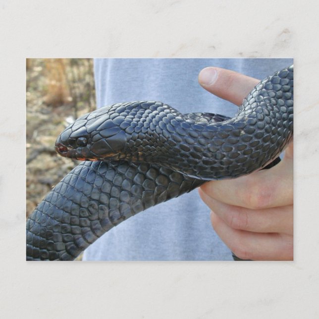 Eastern indigo snake (Drymarchon corais couperi) Postcard (Front)