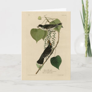 Eastern Kingbird from Audubon's Birds of America Card