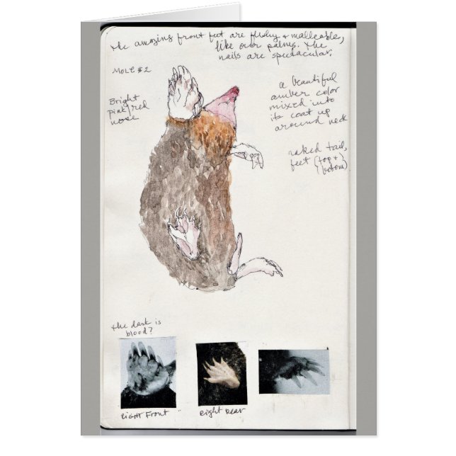 eastern mole nature journal page (Front)