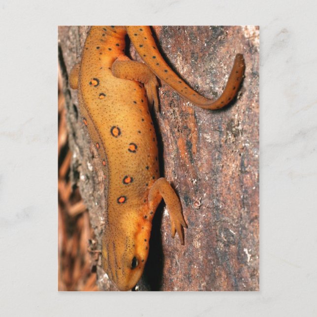 Eastern Newt Lizard Postcard (Front)