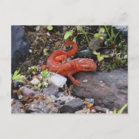 Eastern Newt Photo Postcard