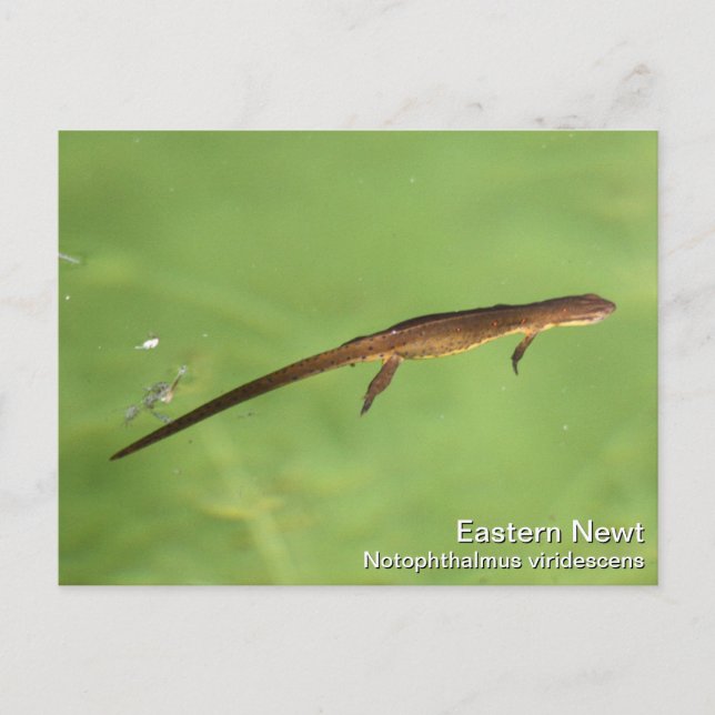 Eastern Newt Postcard (Front)