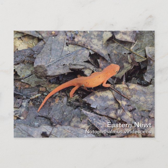 Eastern Newt Postcard (Front)