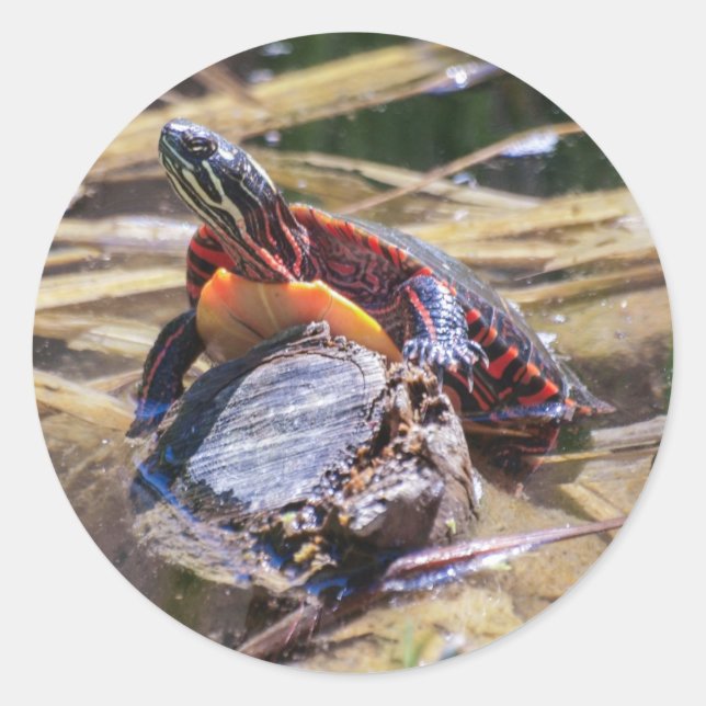 Eastern Painted Turtle Classic Round Sticker (Front)