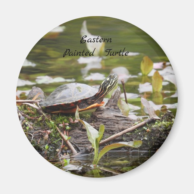 Eastern Painted Turtle Magnet (Front)