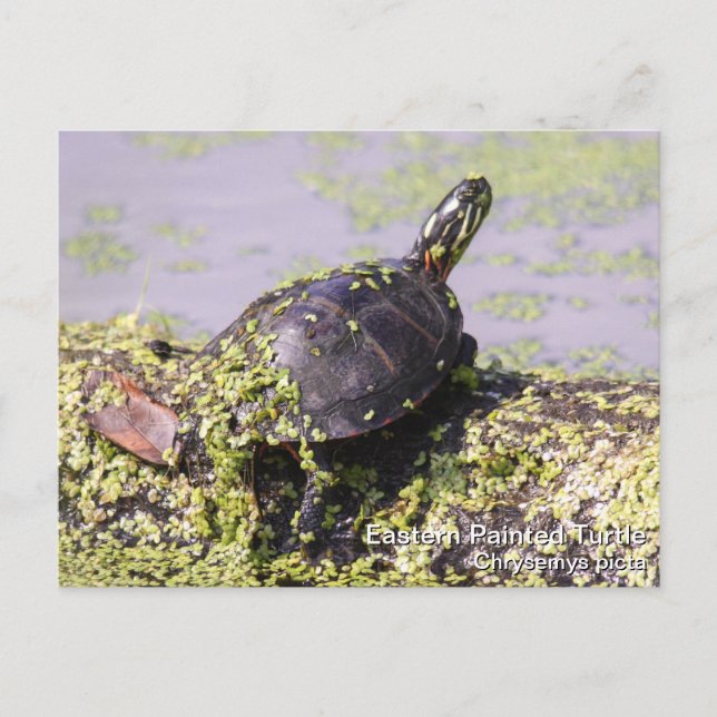 Eastern Painted Turtle Postcard (Front)