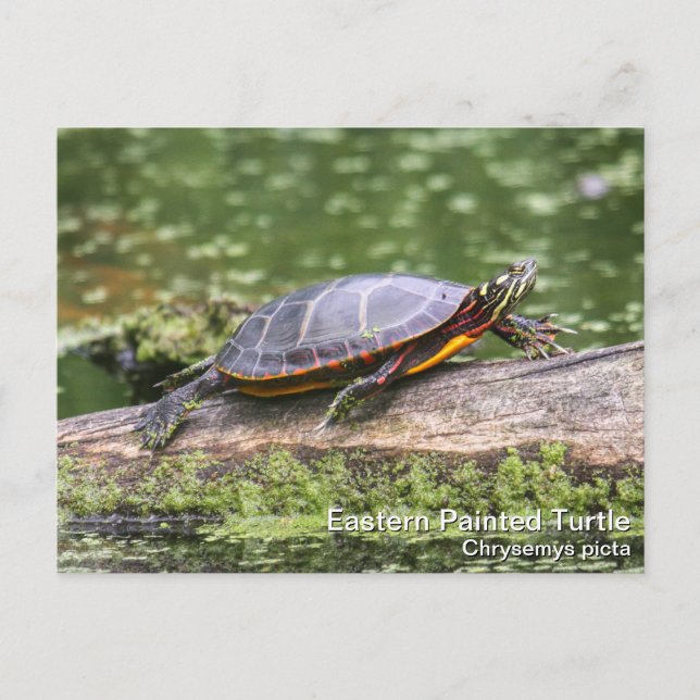 Eastern Painted Turtle Postcard (Front)