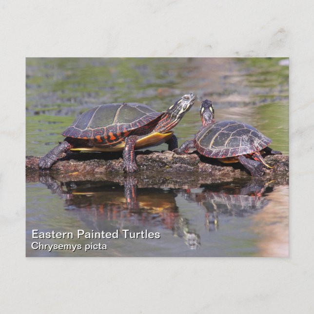 Eastern Painted Turtle Postcard (Front)