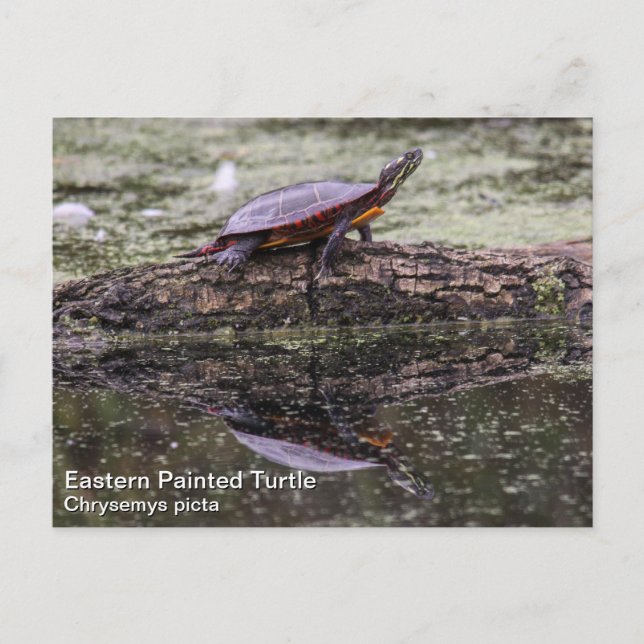 Eastern Painted Turtle Postcard (Front)