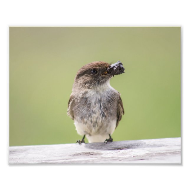 Eastern Phoebe Gathering Mud for Nest Photo Print (Front)