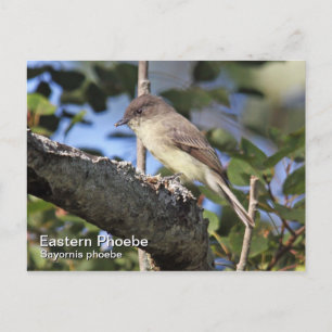 Eastern Phoebe Postcard