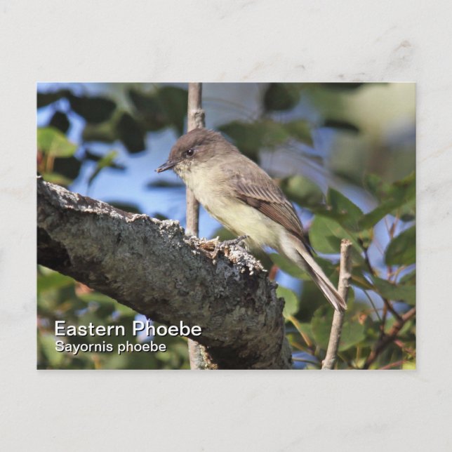 Eastern Phoebe Postcard (Front)