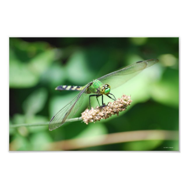 Eastern Pondhawk Dragonfly print (Front)