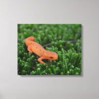 Eastern Red Spotted Newt