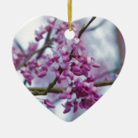 Eastern Redbud Wildflowers - Cercis canadensis