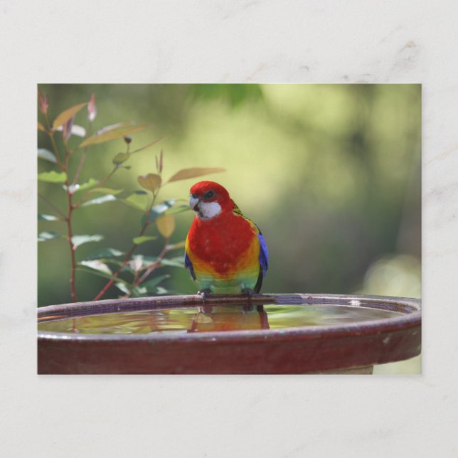 Eastern Rosella Australian Postcard (Front)